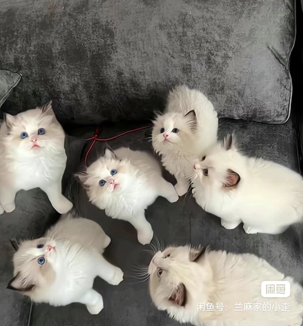 猫舍直销批发价格出售布偶猫